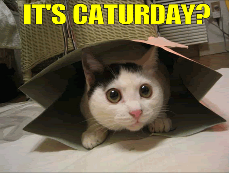 The Best Cat Videos On The Web That We’re Extremely Thankful For! #Caturday