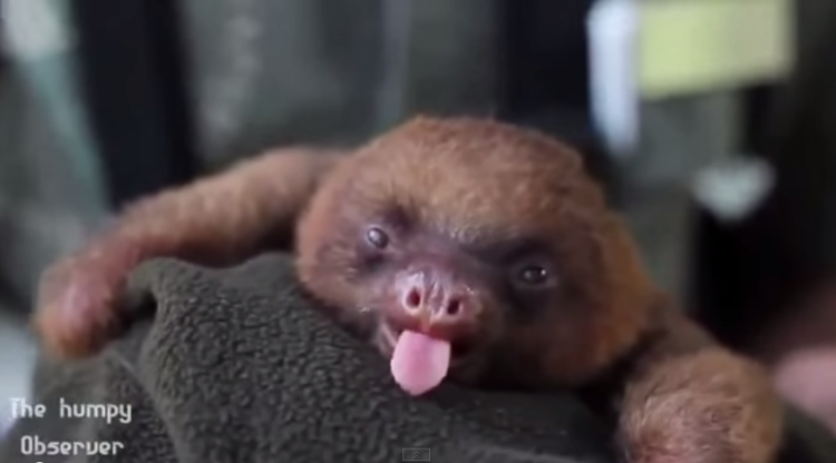 One Minute of Cuteness – Relax and Enjoy