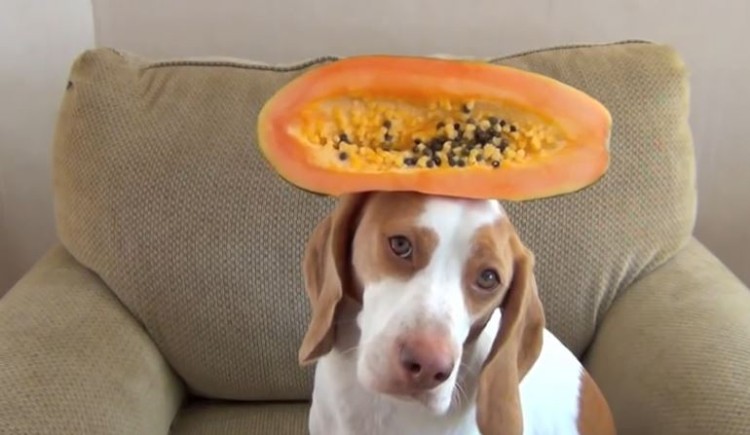 Dog Balances 100 Fruits And Vegetables On His Head In 100 Seconds