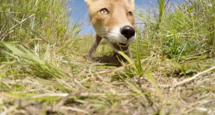 A Fox Decides A GoPro Would Be A Good Snack