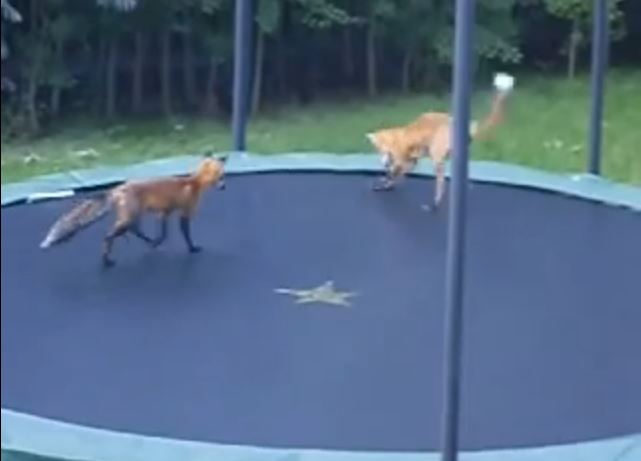 This Fox Loves Trampolines too!