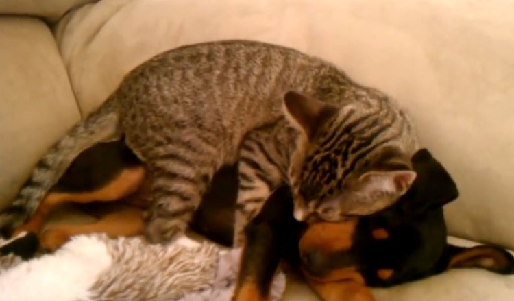 Kitty Knows His Friend Isn’t Feeling Well So He Provides Some TLC