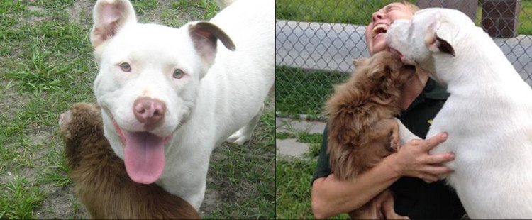 Precious Alert: Dogs Look Out For One Another