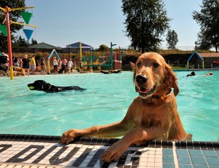 Move Over Humans, This Is A Pool Party Just For Dogs!