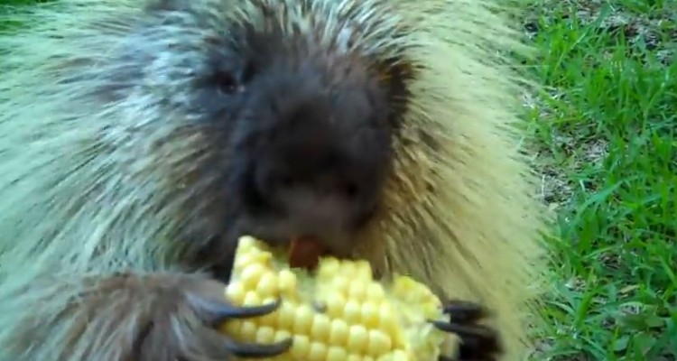 Porcupine Is Not Ok With Sharing His Corn