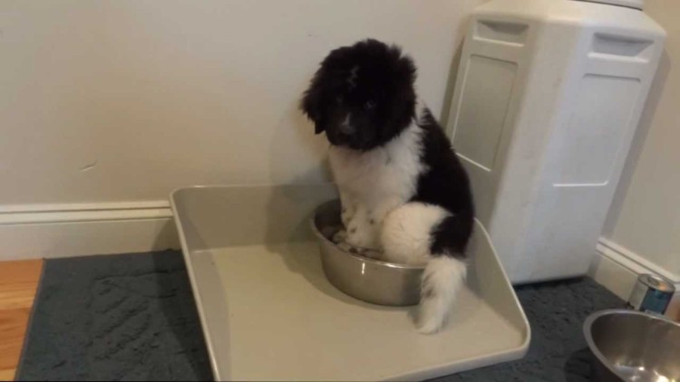 Puppy Is A Little Confused With The Whole Water Bowl Thing