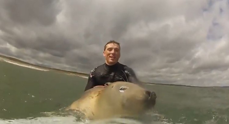 This Little Guy Give Surfing His Seal of Approval