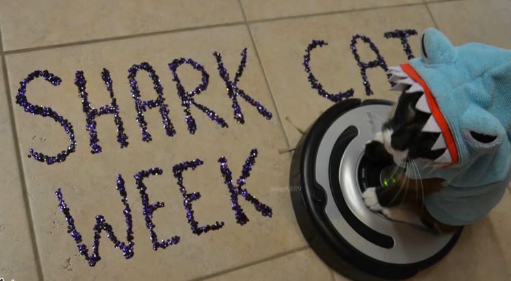 This Cat Has A True Love For Shark Week And Clean Floors. Roomba on Kitty!