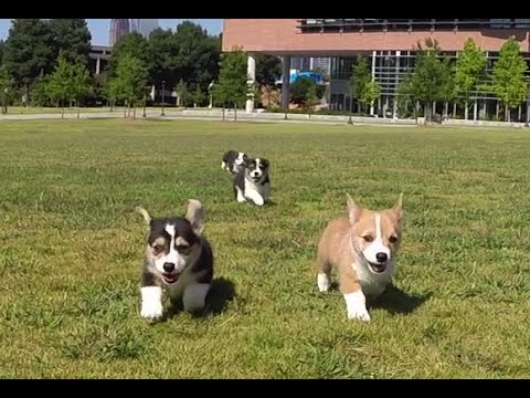 The Ultimate Puppy Party Takeover!