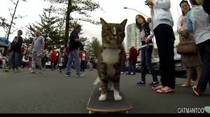 This Cat Shows Off His Skateboarding Skills All Around Town