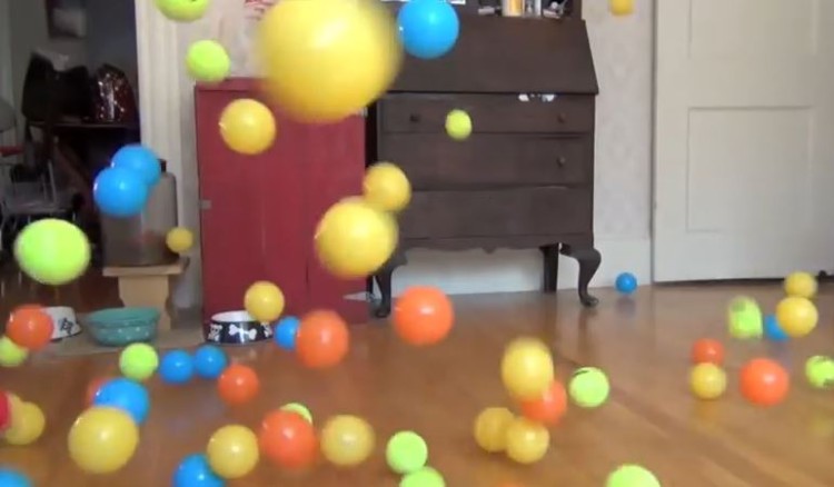 Dog Surprised With 100 Balls For His Birthday!