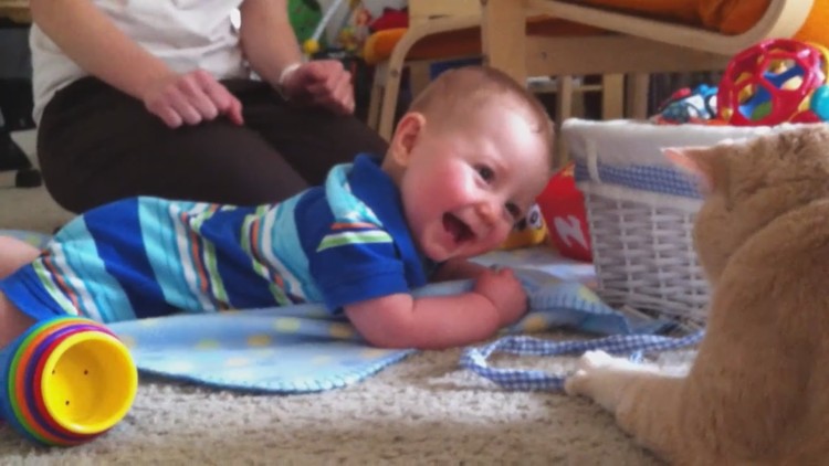 Cats Are Cute. Babies Are Cute. But Babies Laughing At Cats Are The CUTEST.
