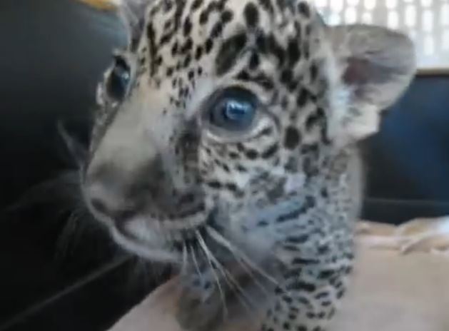 Baby Jaguar Gives The Cutest Baby Jaguar “Roar”