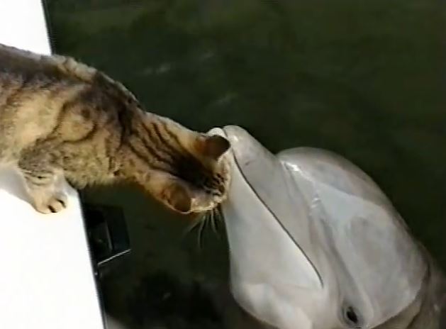 Cat and Dolphin BFFs