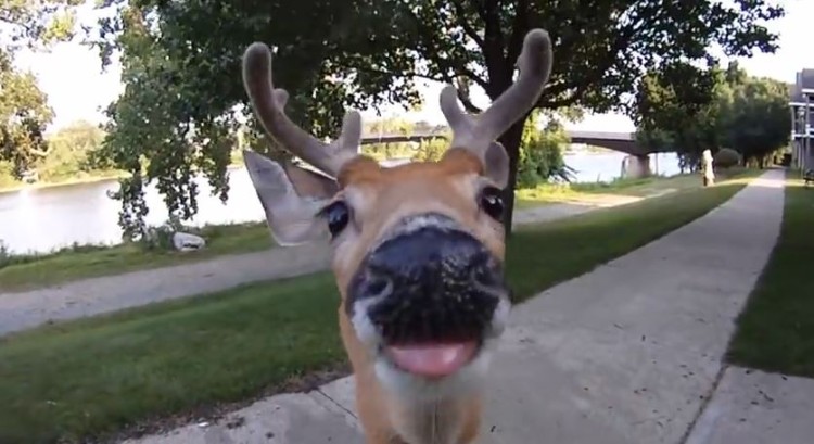 This Deer Is Ready For It’s Close Up!