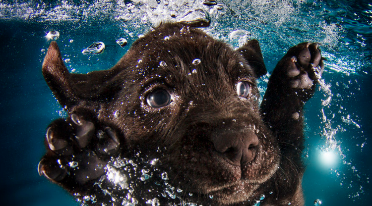 This Talented Photographer Is Back But Instead Of Underwater Dogs, His Subjects Are Underwater Puppies!