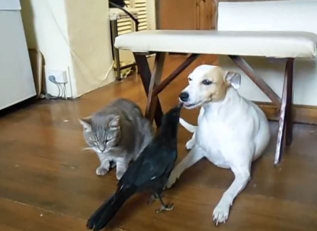 Motherly Bird Likes To Feed Its Cat And Dog Friends