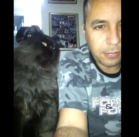 A Cat That Doesn’t Take No For An Answer Demands More Petting