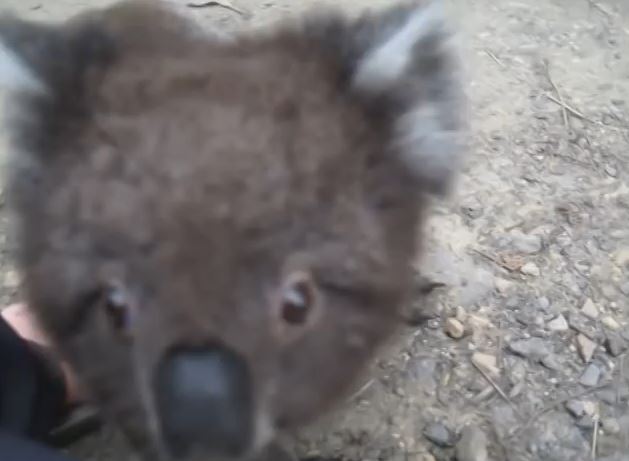 Adorable Koala Wants to Cuddle