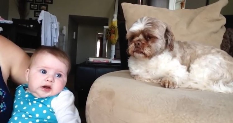 This Dog Has A Lot To Argue With Baby About