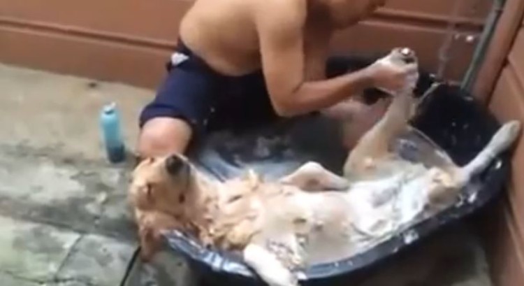 A Dog That Loves The Spa More Than Anyone Else