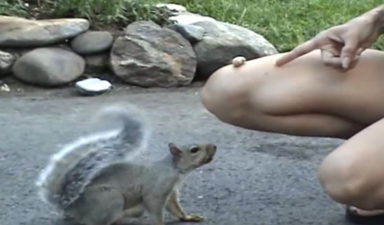 Overly Friendly Squirrel Charms A Family Into Giving It Lots Of Peanuts