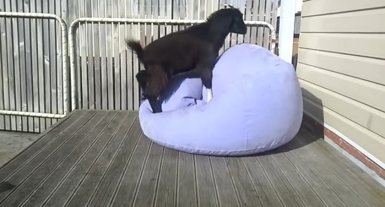 Goat Has A Ball On A Blow Up Couch!