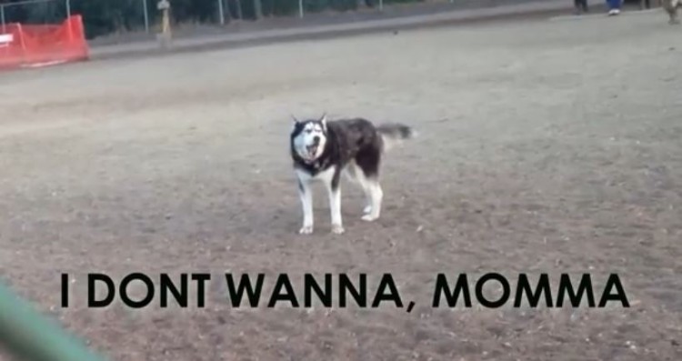 Husky Decides Now Is Not The Time To Leave The Dog Park