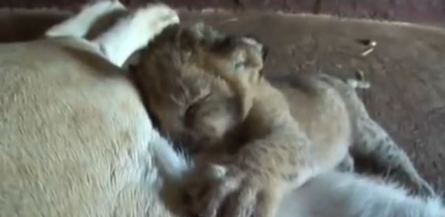 Lioness Trusts Her Human Friend Enough To Play With Her Newborn Cubs
