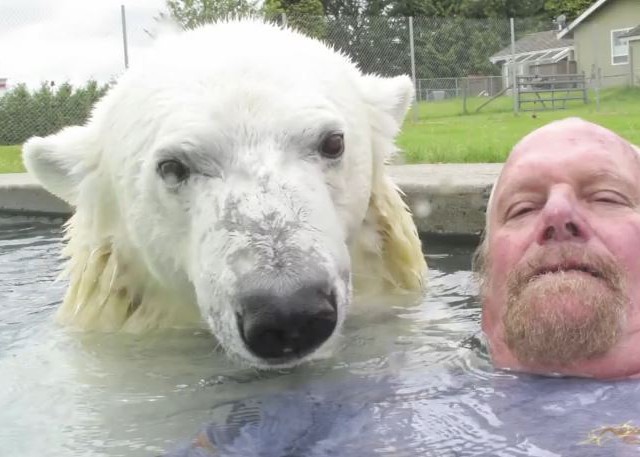 A Man’s Typical Morning: Swim With A Polar Bear