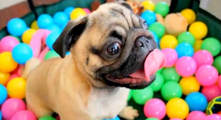Pug In A Ball Pit. Need We Say More??