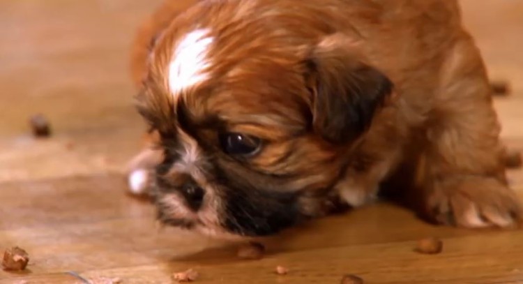 What’s Cuter Than Watching Puppies Doing Things For The First Time?!