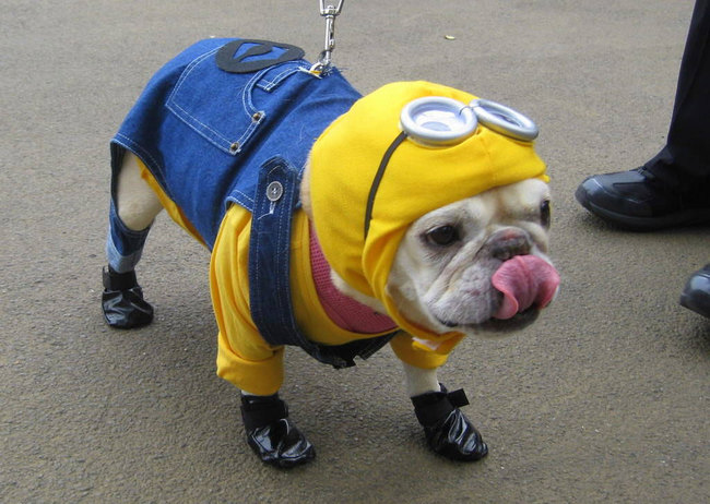 14 Awesome Costumes To Dress Your Pet In This Halloween