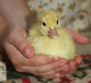 Duckling