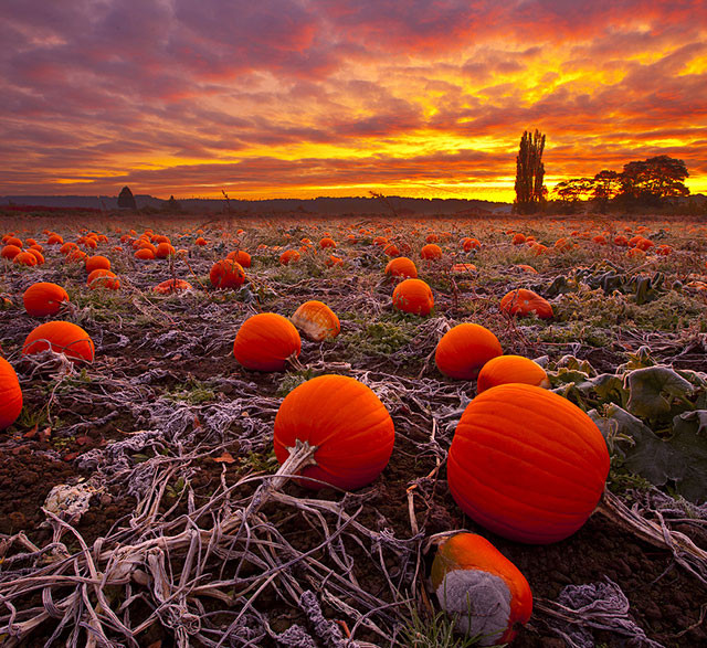 Fall in love with fall with these 10 STUNNING photos of a beautiful season!