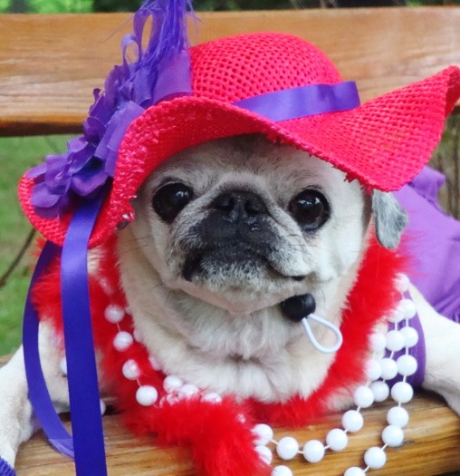Here’s A Daily Dose Of Cuteness For You: 8 Dogs Dressed As Fancy Ladies