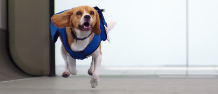 An Amsterdam Airline Is Using A Friendly Pooch To Deliver Your Lost Items Back To You