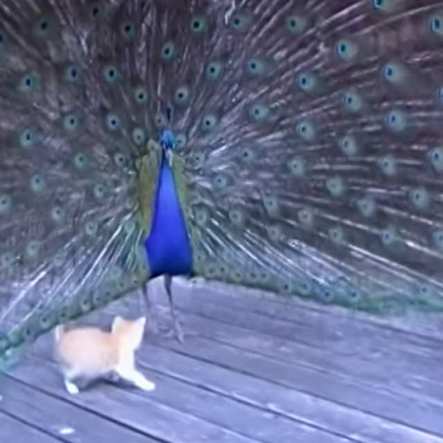 This Peacock Never Loses His Awesomeness, Even When Kittens Are Underfoot