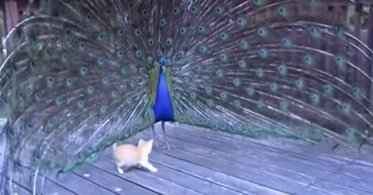 This Peacock Never Loses His Awesomeness, Even When Kittens Are Underfoot
