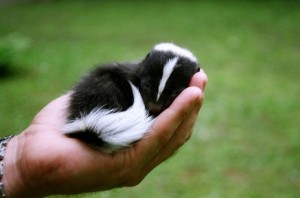 Skunk