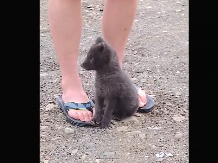 Watch As This ADORABLE Baby Arctic Fox Tries To Eat A Shoe!