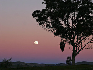 belt of venus