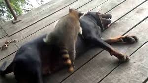 Coon Dog Finds Unlikely Playmate – A Raccoon!