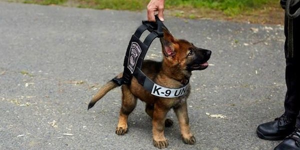 This Police Puppy Trying On A K-9 Vest Is One Of The Most Adorable Things You’ll See All Day!