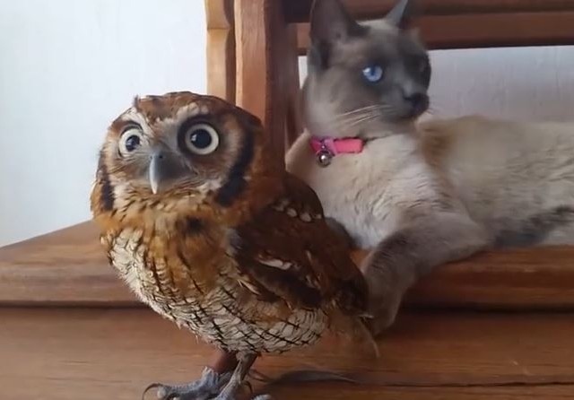 Cat And Owl Just Hanging Out