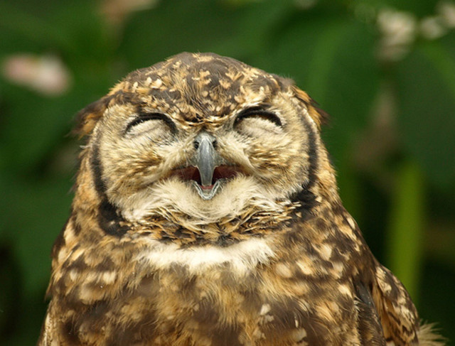 Owls Are The Most Incredible (And Cute!) Birds In The Animal Kingdom And These Photos Prove Why