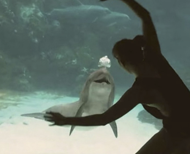 This Young Girl Actually Made A Dolphin Laugh By Performing A Gymnastics Routine