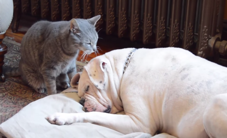 Too Much Cuteness In One Place: Frankie The Cat Loves Sadie The Bulldog
