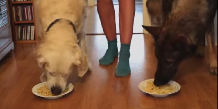 Golden Retriever And German Shepherd Compete In The Most Epic Spaghetti Eating Contest Ever