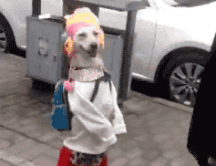 Dog Casually Walks Down The Street Dressed As A Pretty Lady, And She Is Guaranteed To Make You Laugh!